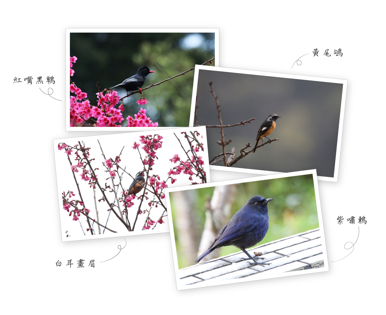 景點介紹-鳥類