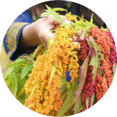 手拿著一把稻穗